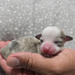 Cody - Merle male Chihuahua puppy in El Paso, Texas from JVJ Chihuahua