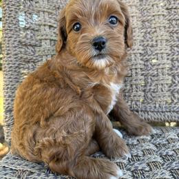 Jasmine - Red  female Goldendoodle puppy in Ashland, Kentucky from Still Waters Farm
