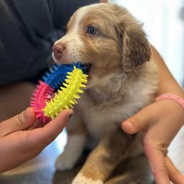 Tortellini Girl 1 (Hydrangea) - Red merle female Australian Shepherd puppy in Johnson City, Tennessee from St. Isidore Australian Shepherds