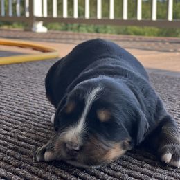 Echo - Black rust and white female Bernese Mountain Dog puppy in Stone Creek, Ohio from Highland Meadows
