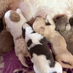 Bernedoodle, Double Doodle, and Saint Berdoodle Puppies from Remington Kennels, LLC