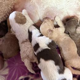 Bernedoodle, Double Doodle, and Saint Berdoodle Puppies from Remington Kennels, LLC