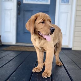 Labrador Retriever Puppies from Fire & Ice Labradors