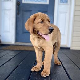 Labrador Retriever Puppies from Fire & Ice Labradors