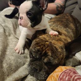 French Bulldog Puppies from Cry Havoc Frenchies