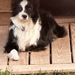 Leo - Miniature Australian Shepherd