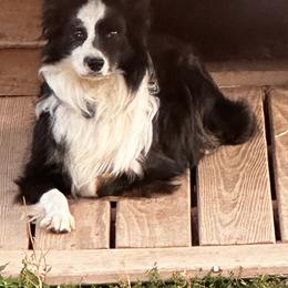 Leo - Miniature Australian Shepherd