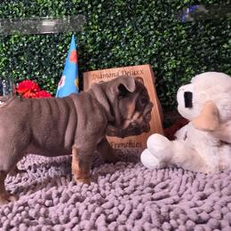 Pearl - Lilac tri-color female Bulldog puppy in Burleson, Texas from Diamond Deluxx Frenchies