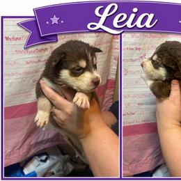 Leia - Red and white female Siberian Husky puppy in Lakeland, Florida from Ice Blue Legacy Siberians Huskies