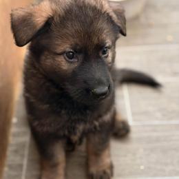 Raine - Sable female German Shepherd puppy in Winterport, Maine from Vom Stevens Old Fashioned German Shepherds