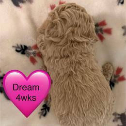 Dream - Cream female Poodle puppy in Bedford, Texas from S.H.A.R.P.’s Toy Poodles