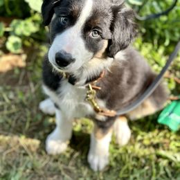 Border Collie Puppies from Gulan Farm Border Collies