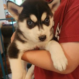 Girl 1 - Black and white female Siberian Husky puppy in Jonesboro, Arkansas from L & A Animal House Siberian Huskies