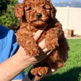 Light blue - Red  male Goldendoodle puppy in Herriman, Utah from Sunnydoodle Utah