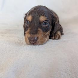 Boy 2 - Chocolate and tan male Dachshund puppy in San Diego, California from Sweetheart Doxies LLC