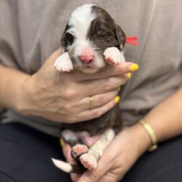 Bobber - Merle male Goldendoodle puppy in Garland, Texas from Twilight Doodles