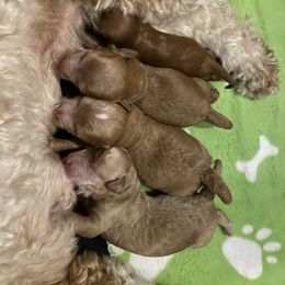 Goldendoodle Puppies from Wasatch Back Goldendoodles