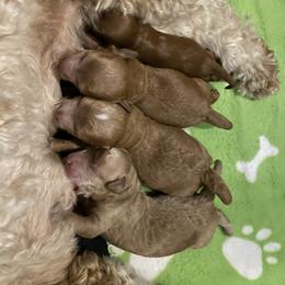 Goldendoodle Puppies from Wasatch Back Goldendoodles