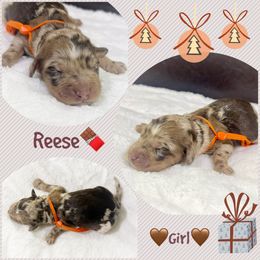 REESE - Brown merle female Aussiedoodle puppy in Houston, Texas from Jomelkin Furry Pals