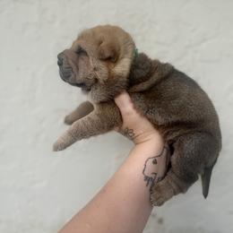 Palm - Fawn male Chinese Shar-Pei puppy in Lehigh Acres, Florida from Florida Wrinkles