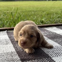 Cream dapple - Cream male Dachshund puppy in Crestview, Florida from Neverending Dachies