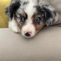 Toy Australian Shepherd Puppies from Kickapoo Creek Toy Aussies