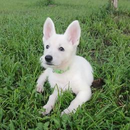 Lime Green - White female German Shepherd puppy in Bexar County, Texas from Scenic Creek German Shepherds and White Swiss Shepherds