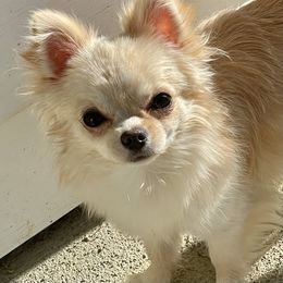 Chihuahua Puppies from Wildheart