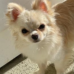 Chihuahua Puppies from Wildheart