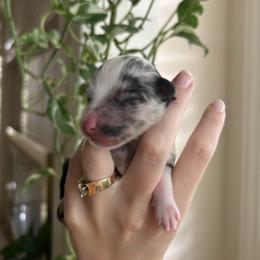 Montana - Blue merle female Miniature Australian Shepherd puppy in North Richland Hills, Texas from Hailey's Miniature Australian Shepherds