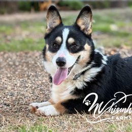 Darrell - Pembroke Welsh Corgi