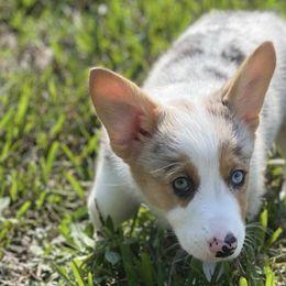 American Corgis, Bulldogs, and French Bulldogs from Orlando FL Frenchies