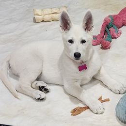 Purple Girl - White female Berger Blanc Suisse puppy in New Castle, Pennsylvania from Thornvalley White Swiss Shepherds