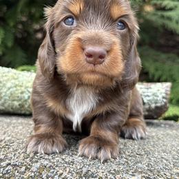 Teddy 3500 - Chocolate and tan male Dachshund puppy in Steele, Alabama from Taylored Dachshunds