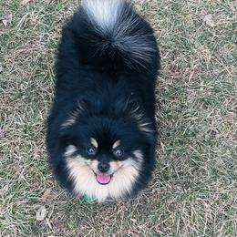 Tinkerbelle - Black and tan female Pomeranian puppy in Buck Valley, Pennsylvania from Buck Valley Pomeranians