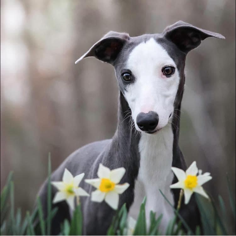 Disa & SkylineWhippets in Georgia | Whippet puppies | Good Dog