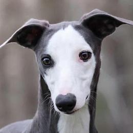 Whippets from Skyline Whippets
