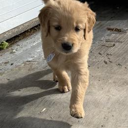 Purple collar, girl - Golden female Golden Retriever puppy in Petaluma, California from Contango Goldens
