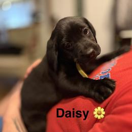 Daisy, Yellow collar - Yellow female Labrador Retriever puppy in Moore, Oklahoma from Okiehuntinboyz Labrador Retrievers