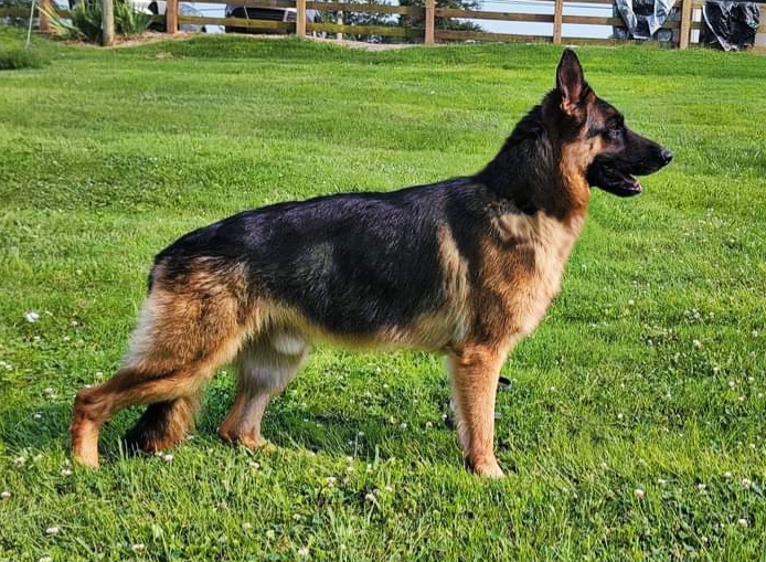 German Shepherd Puppies from Persevere Kennels