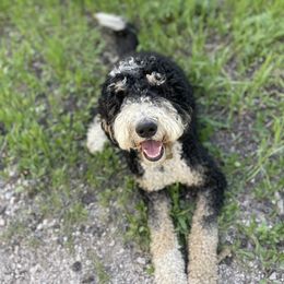 Ayla - Bernedoodle