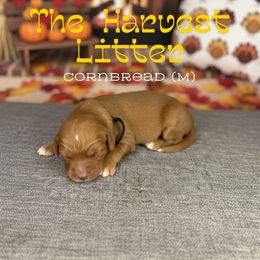 Cornbread - Apricot male Goldendoodle puppy in Houston, Texas from Golden Life Doodles