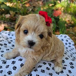Aria - Champagne female Maltipoo puppy in Utica, Ohio from Poodle Me Crazy