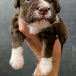 Vera - Red phantom female Aussiedoodle puppy in Vinemont, Alabama from Cotton Country Kennels
