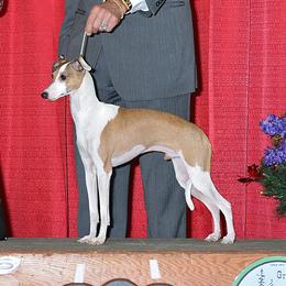 💥 Magic 💥 - Italian Greyhound