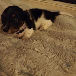Dachshund Puppies from Belinda's little darlings dachshunds