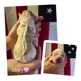 Glory - Lemon and white female English Springer Spaniel puppy in Freeland, Michigan from McNally's Springer Spaniels