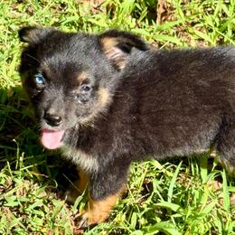 Marvel - Black tri male Miniature Australian Shepherd puppy in Patterson, North Carolina from DreamLine Aussies