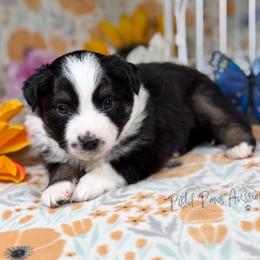 Dimples - Black tri male Toy Australian Shepherd puppy in Liberty Hill, Texas from Pistol Paws Aussies