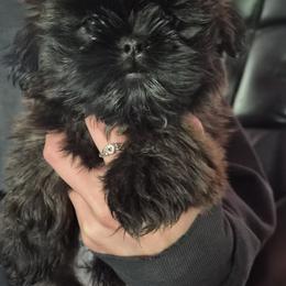 Yogi - Black and tan male Shih Tzu puppy in Green Valley Lake, California from All American Shih Tzu Puppies